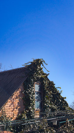 country house in wild ivyの写真素材