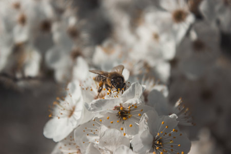 A bee on a flowering tree 1の写真素材