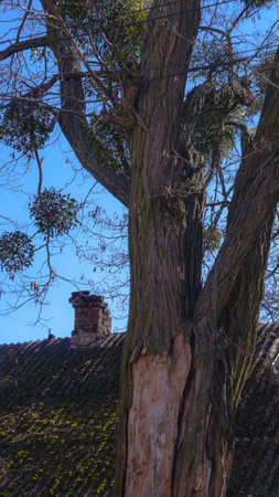Moss on the roof of the houseの写真素材