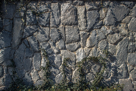 stone wall with wild vineの写真素材