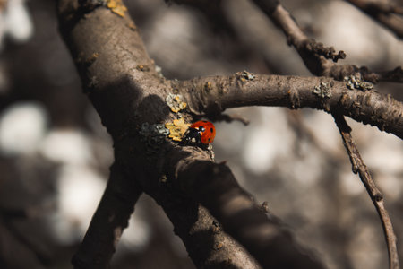 Ladybug on a tree branchの写真素材