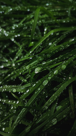 Drops on the grass after the morning rainの写真素材