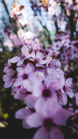 Purple flowers on a tree branchの写真素材