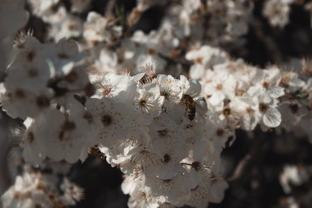 A bee on a flowering tree 2の写真素材
