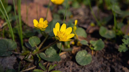 Yellow flower on the groundの写真素材
