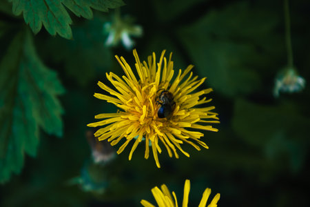 A bee on a yellow flower