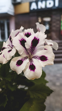 A pink and white flower on the windowの写真素材