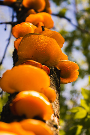 Orange mushrooms on a treeの写真素材
