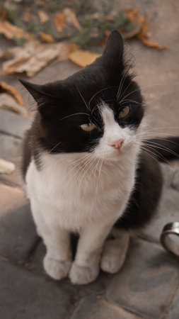 A black and white cat is sittingの写真素材