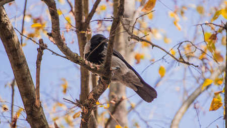 A crow sits on a branch