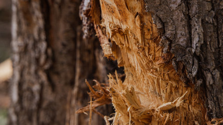 A tree mutilated by a blow in the forestの写真素材
