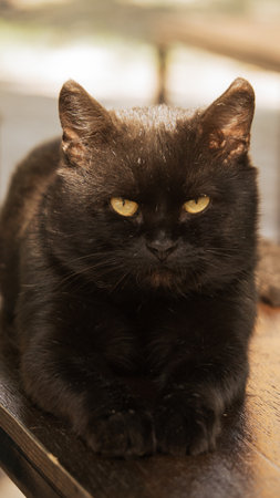 A black cat lies on a bench and looksの写真素材