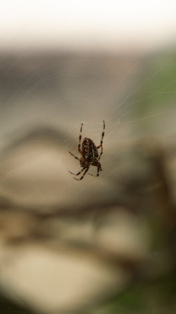 A spider on a web during the dayの写真素材