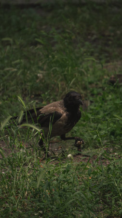 A gray crow eats in the grassの写真素材