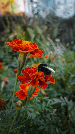 Bumblebee on a red flowerの写真素材