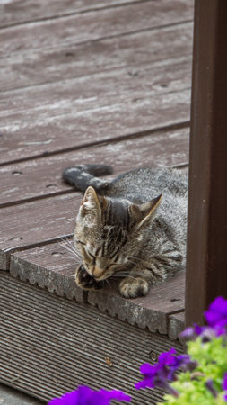 The kitten lies and licks itselfの写真素材