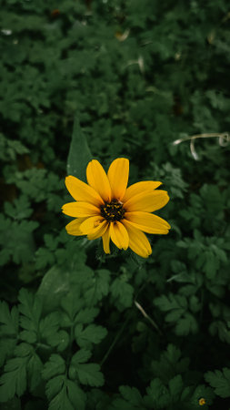 Yellow flower in the grassの写真素材