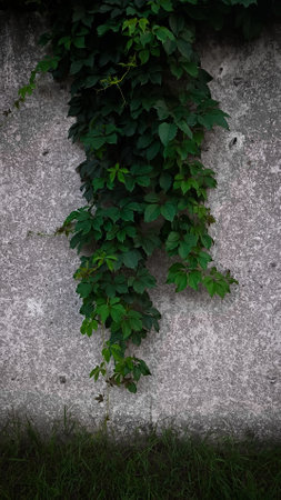 Vine on a gray fenceの写真素材