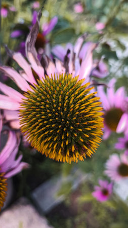 Yellow Echinacea flower in macroの写真素材