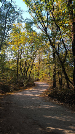The road in the autumn forestの写真素材