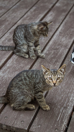 Two kittens on the wooden floorの写真素材