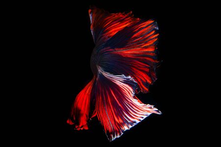 Moment beautiful of fighting fish on black background. Male fish have long tail and colorful.の写真素材