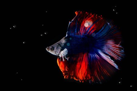 Moment beautiful of fighting fish on black background. Male fish have long tail and colorful.