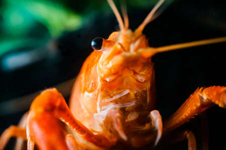 Closeup orange shrimp in dark backgroundの写真素材