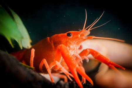Closeup orange shrimp in dark backgroundの写真素材