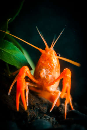 Closeup orange shrimp in dark backgroundの写真素材