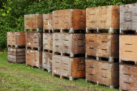 Stacked apple crates in an orchardの写真素材