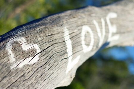 Love written on tree barkの写真素材