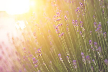 Close up of lavender field and sunshineの写真素材