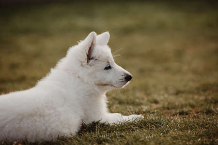 white swiss shepherd puppy tired after family playtime