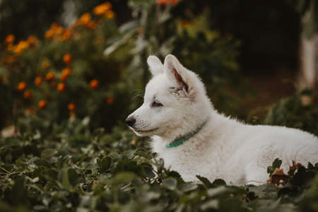 white swiss shepherd puppy pet portrait in the gardenの写真素材
