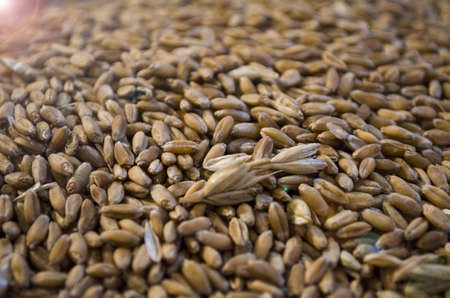 New harvested wheat grainsの写真素材