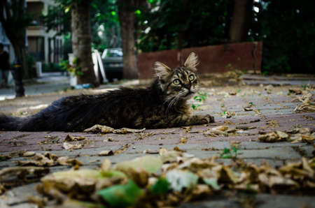alley cat on the ground.の写真素材