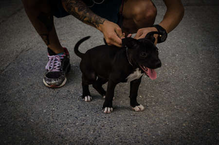 small dog and ownerの写真素材