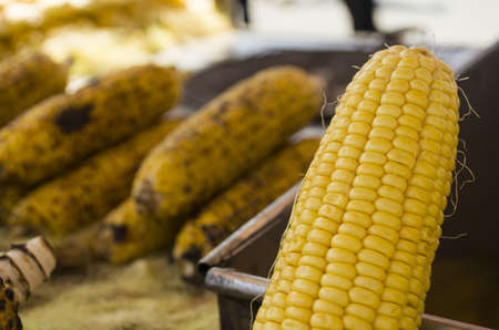 boiled and roasted cornの写真素材