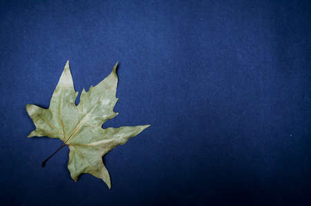 Colorful autumn leaf