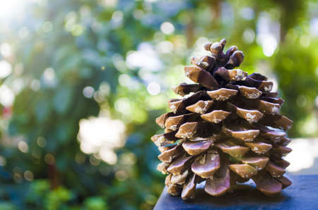 A pine cone and sunlight reflected in the trees