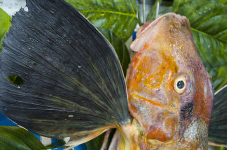 Big Triglidae. red snapperの写真素材