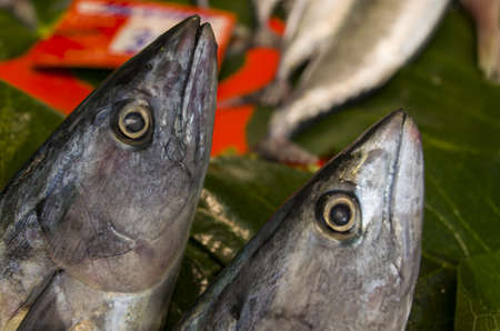 fresh two bonito fishの写真素材