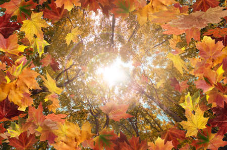 autumn red and orange leaves with sunset backgroundの写真素材