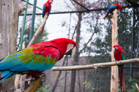 colorful portrait of amazon red macaw parrots against jungle side view of wild ara parrot head ara in cageの写真素材