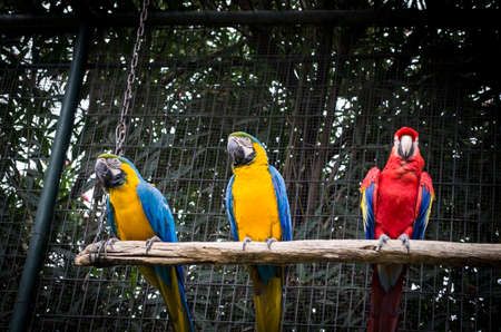 colorful portrait of amazon red macaw parrots against jungle side view of wild ara parrot head ara in cageの写真素材
