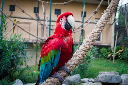 colorful portrait of amazon red macaw parrot against jungle side view of wild ara parrot head in cageの写真素材