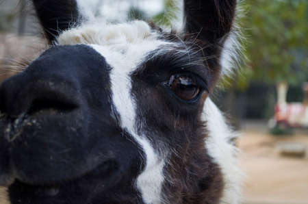 lama animal portrait in the natural parkの写真素材