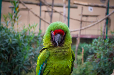 wild-parrot-bird-green-parrot-great-green-macaw-ara-ambigua-wild-rare-bird-in-the-nature-habitatの写真素材