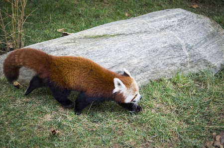 red panda ailurus fulgens balancing on a branch